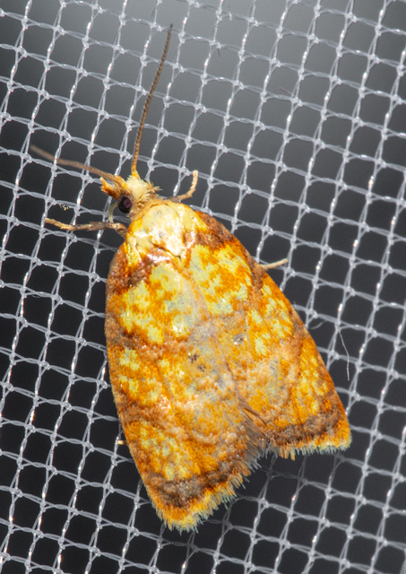 Acleris bergmanniana - rozsdarácsos levélmoly