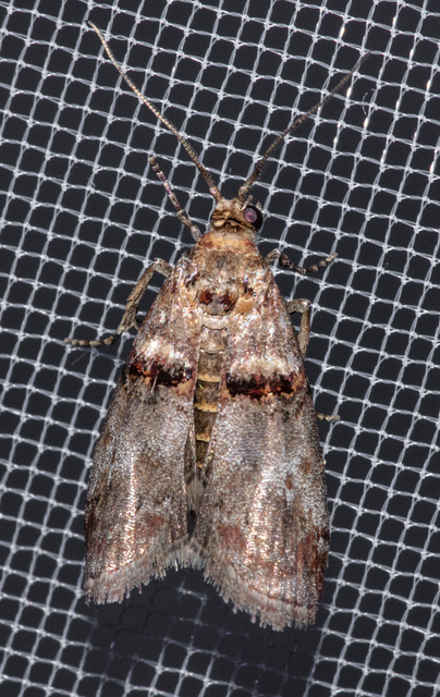 Trachonitis cristella - bokorrágó karcsúmoly