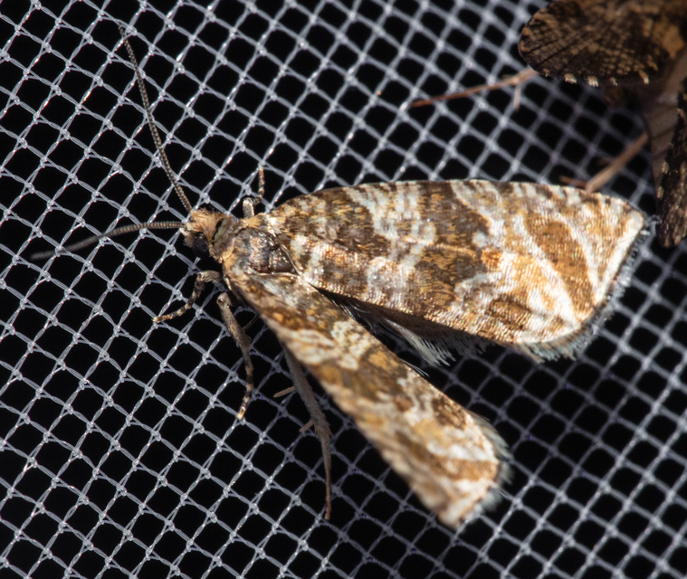 Celypha rivulana - dudvasodró tükrösmoly