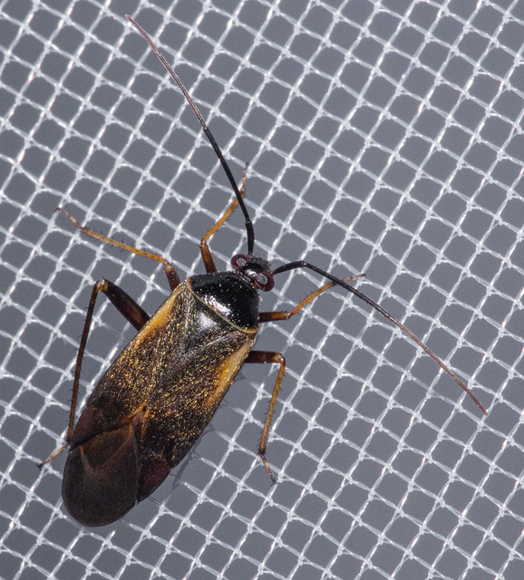 Adelphocoris seticornis - szegélyes mezeipoloska