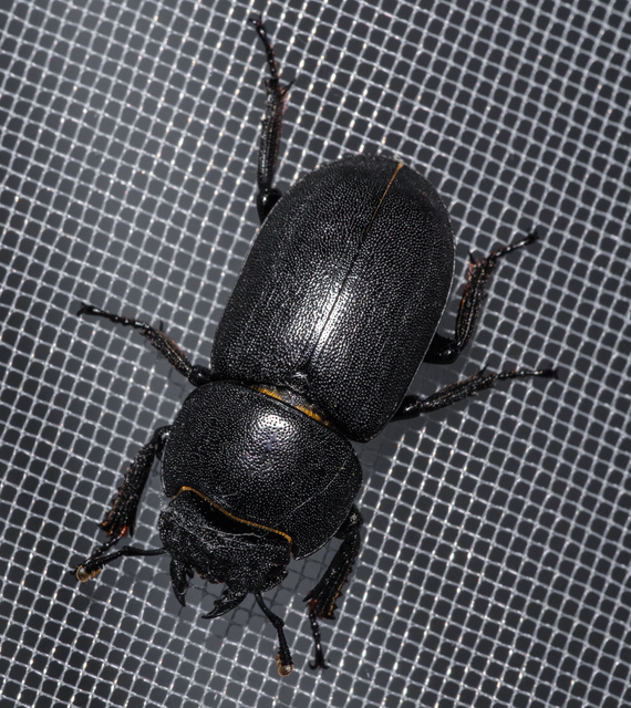 Dorcus parallelipipedus - kis szarvasbogár