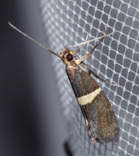 Eidophasia messingiella - kakukktormamoly