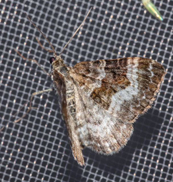 Epirrhoe alternata - galaj-tarkaaraszoló