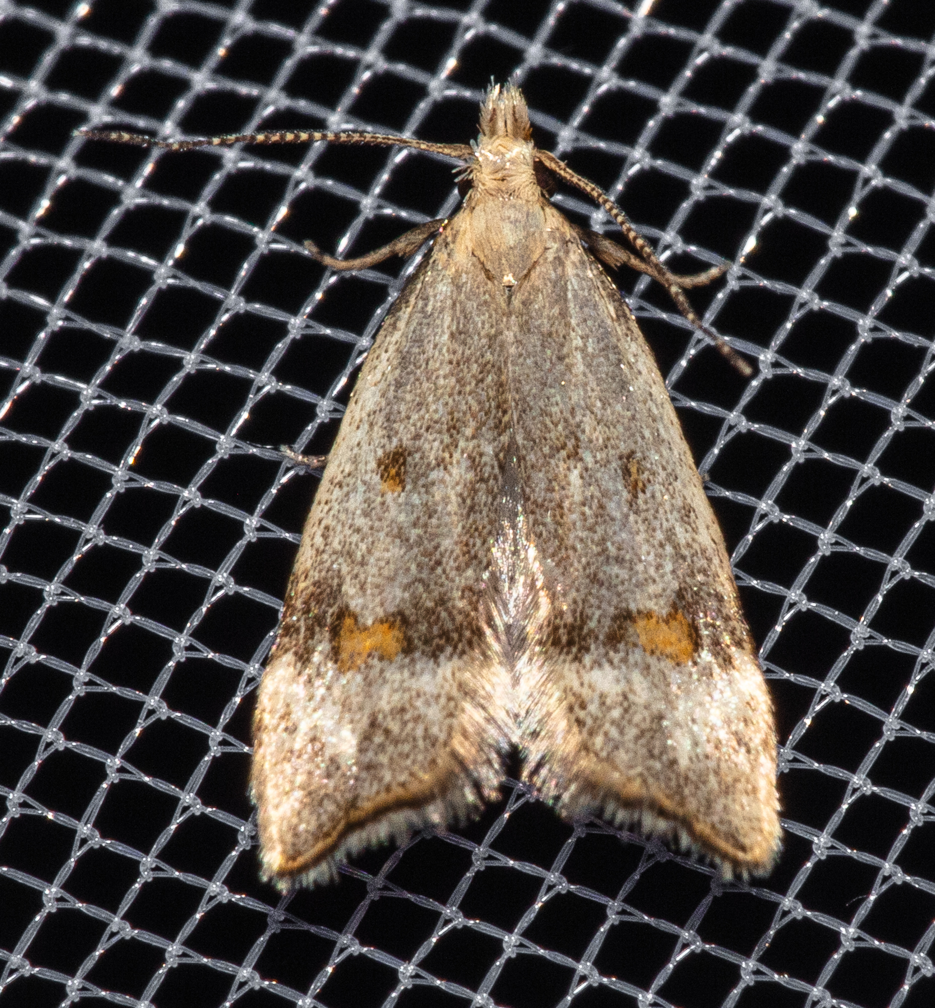 Anasphaltis renigerellus - citromfű-sarlósmoly