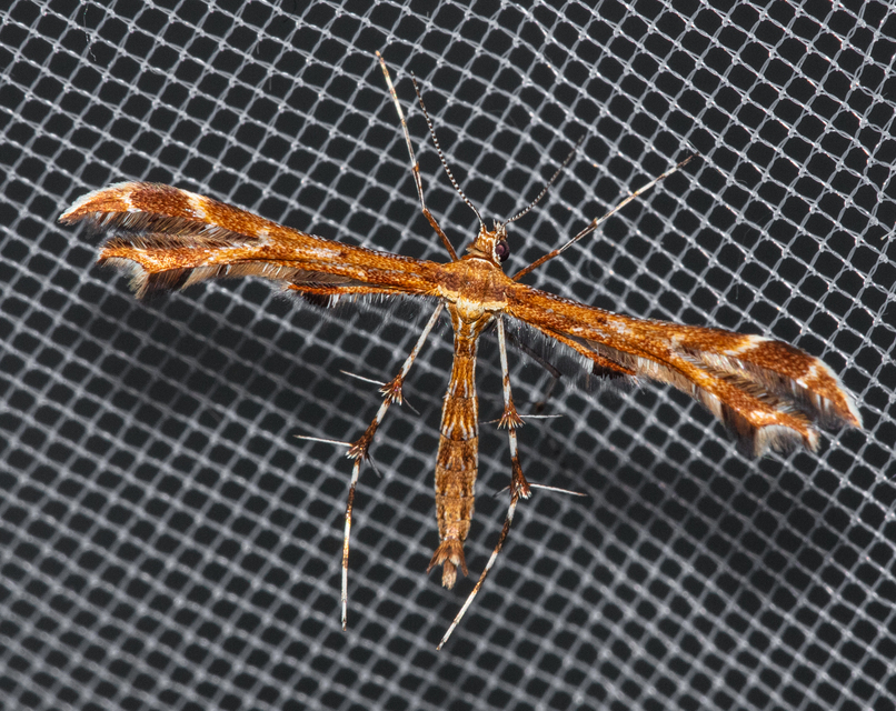 Pterophoridae - tollasmolyfélék