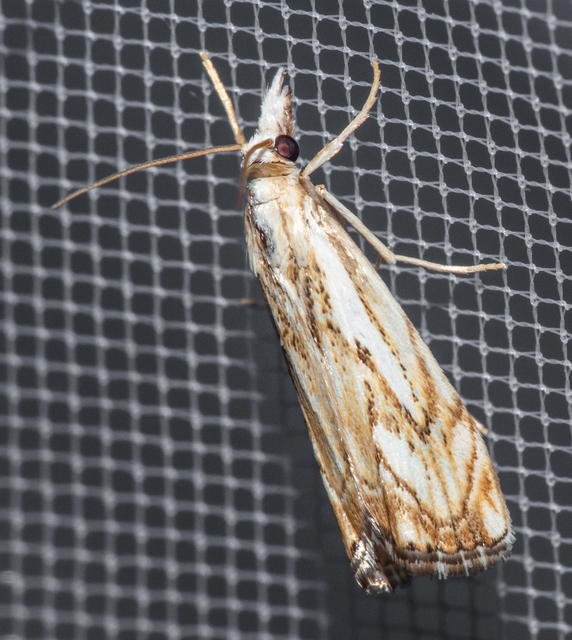 Catoptria falsella - hálós fűgyökérmoly