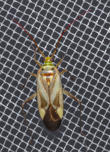 Adelphocoris lineolatus - lucernapoloska