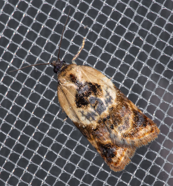 Acleris variegana - tarka levélmoly