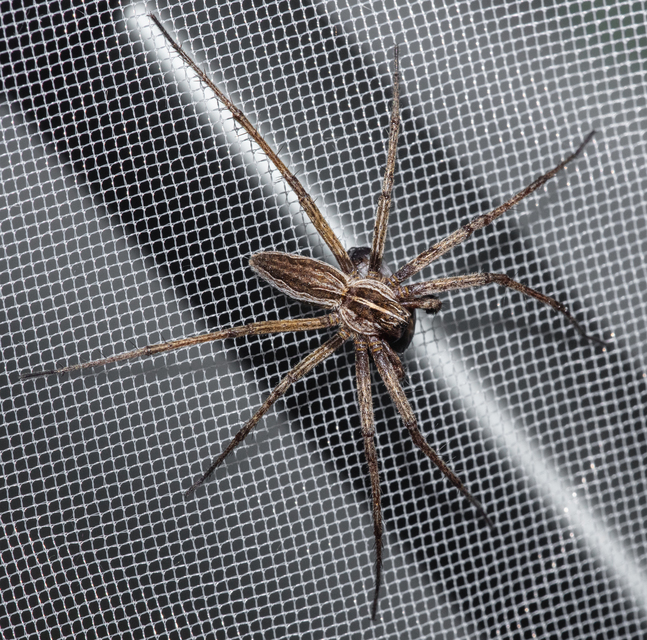 Pisaura mirabilis - csodáspók