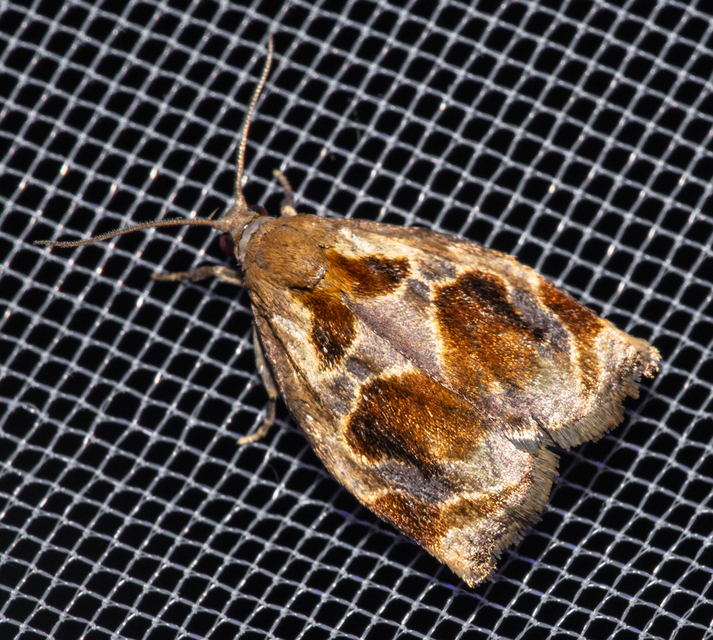 Archips crataegana - cseresznyeilonca