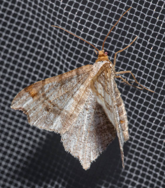 Macaria