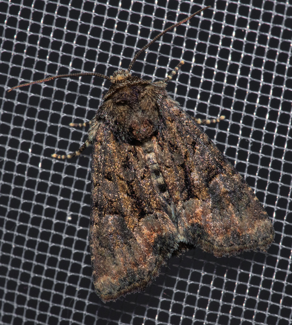Oligia strigilis/latruncula/versicolor