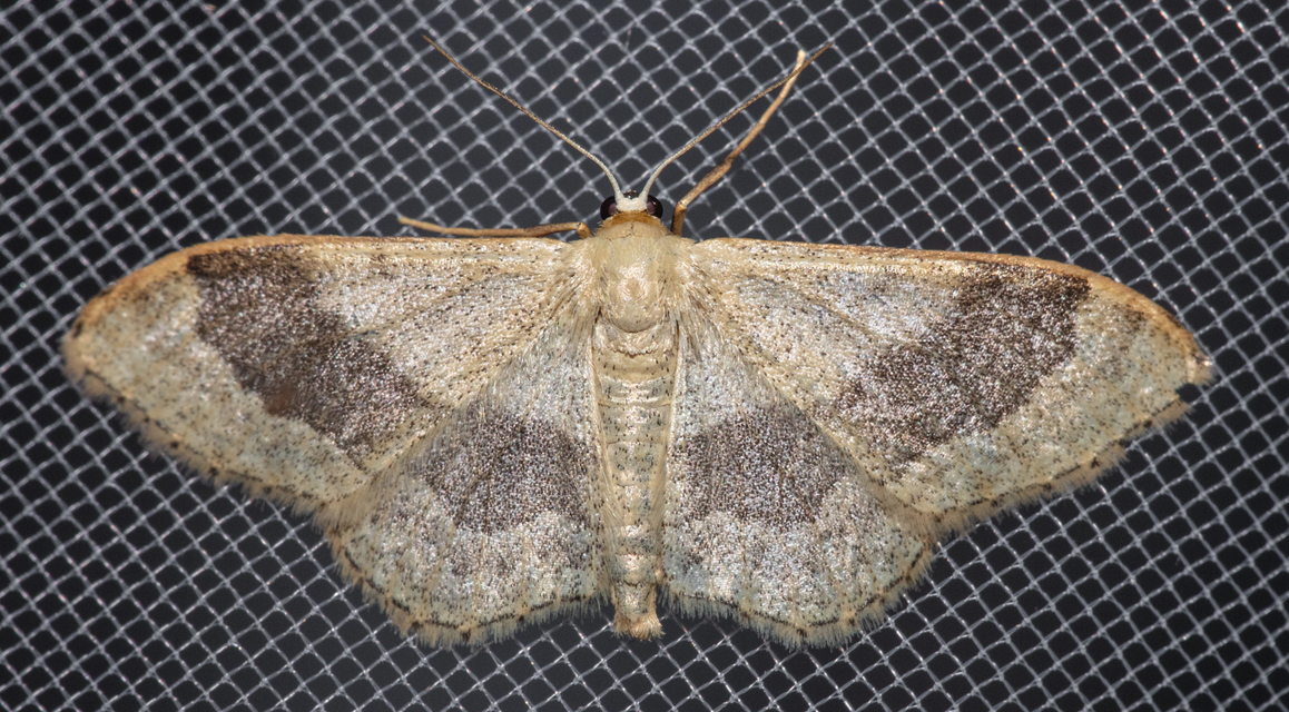Idaea aversata - nagy sávosaraszoló