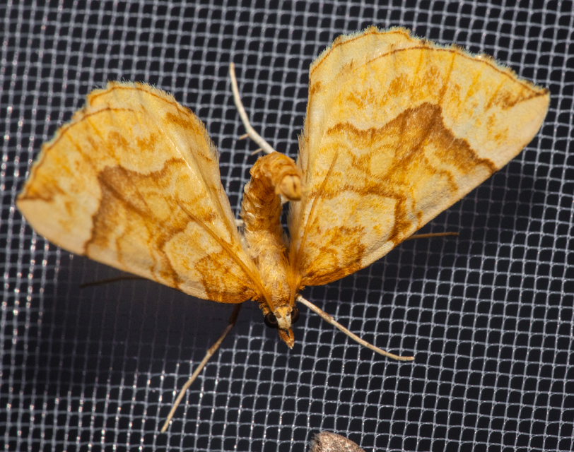 Eulithis mellinata - feketeribiszke-araszoló