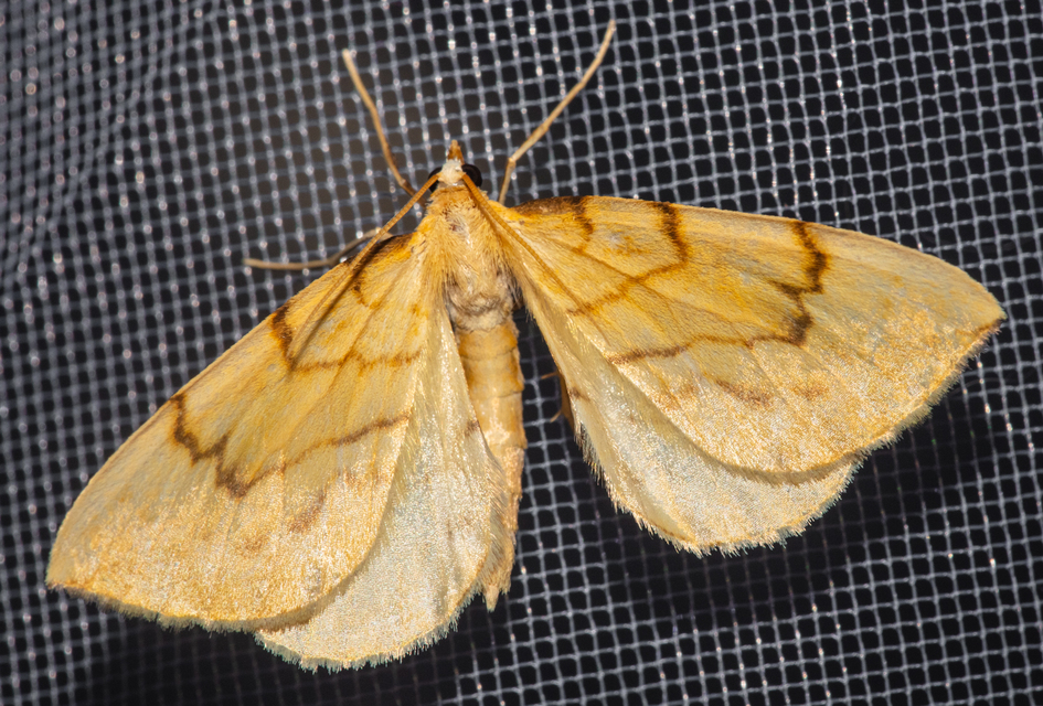 Eulithis pyraliata - sárga galajaraszoló