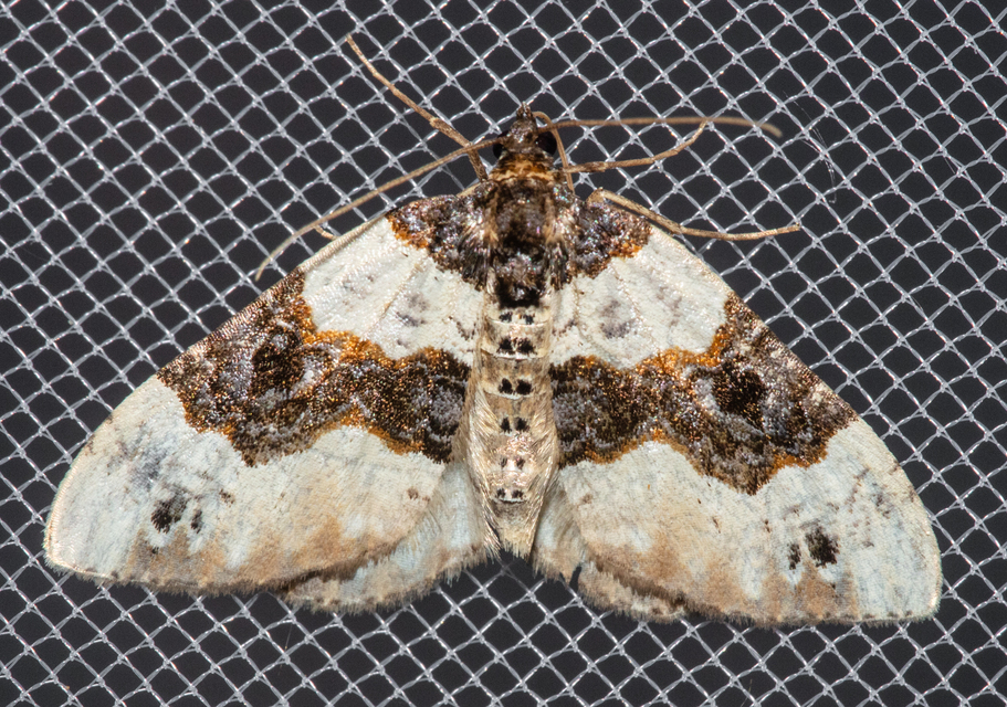 Cosmorhoe ocellata - szemes galajaraszoló