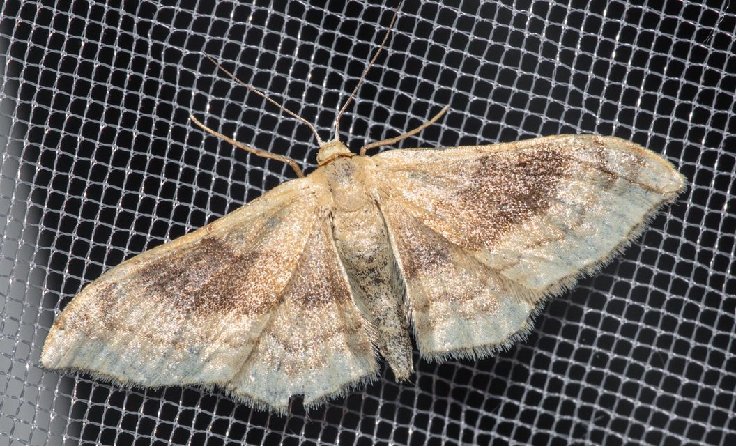 Idaea degeneraria - barnasávos araszoló