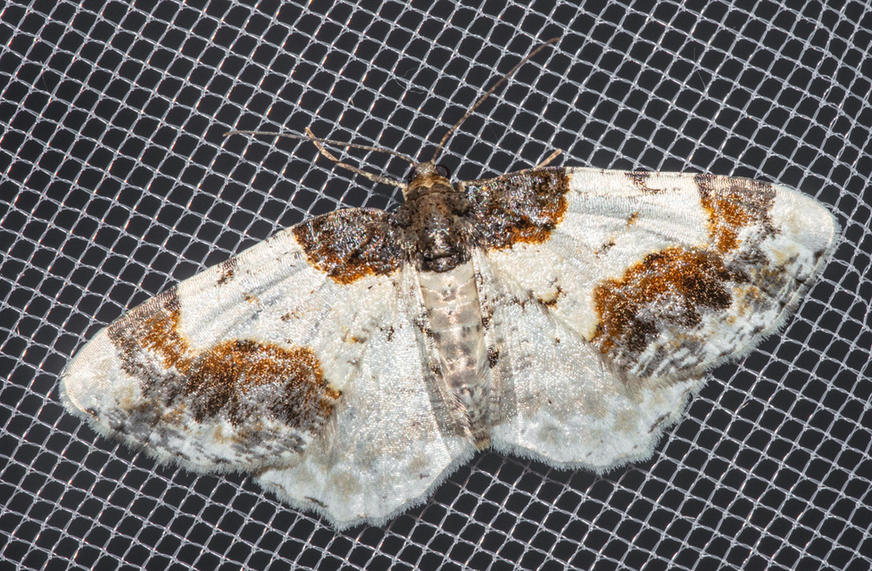 Ligdia adustata - barna levélaraszoló