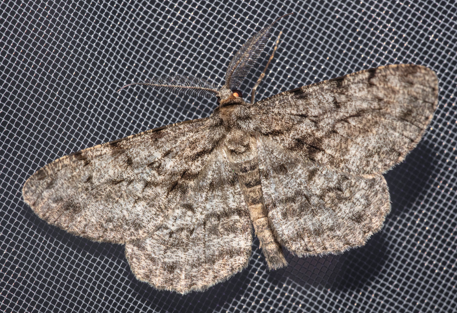 Hypomecis roboraria - nagy tölgyfaaraszoló