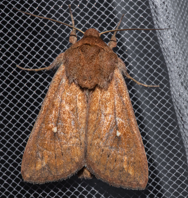 Mythimna albipuncta - fehérpettyes rétibagoly