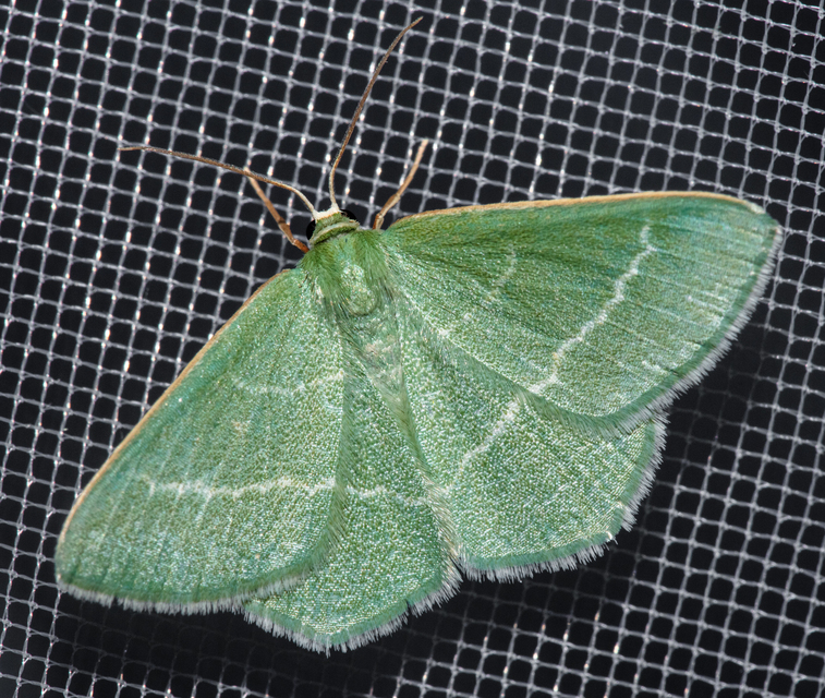 Chlorissa viridata - üdezöld araszoló