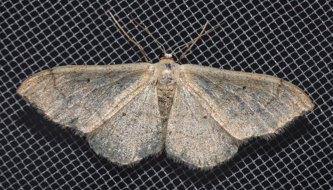 Idaea deversaria - egyszínű sávosaraszoló