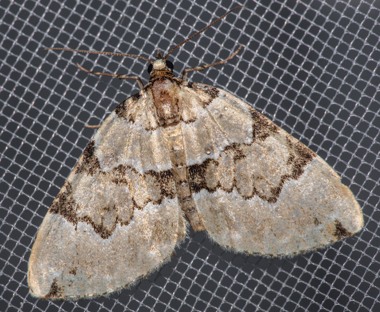 Colostygia pectinataria - zöld levélaraszoló