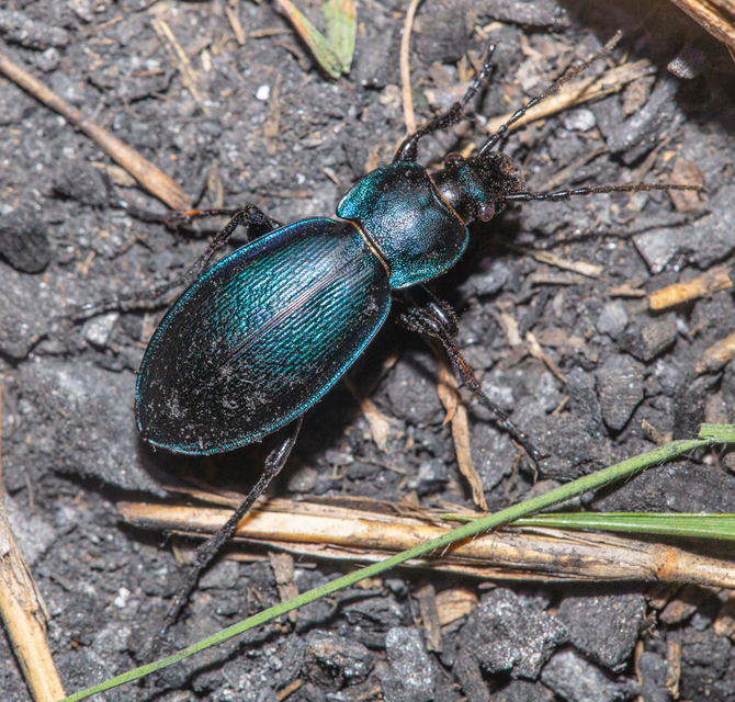 Carabus scheidleri jucundus - pompás változó futrinka