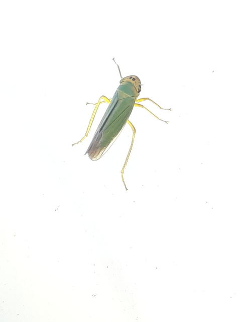 Cicadella viridis - méregzöld kabóca