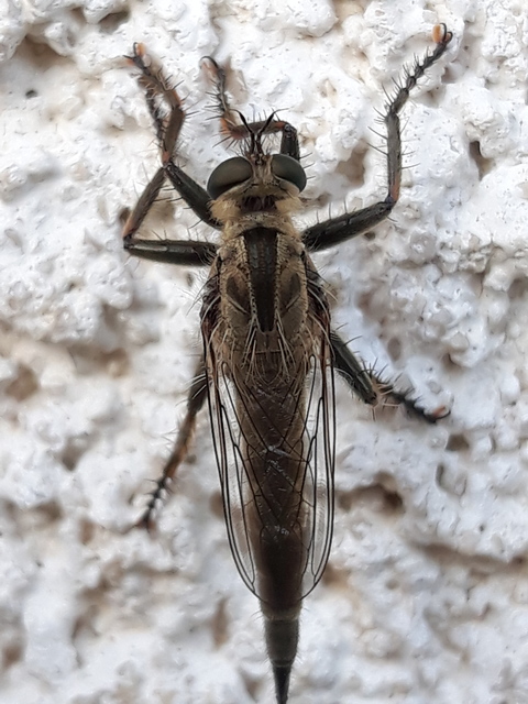 Machimus