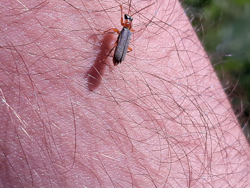 Cantharis lateralis - szegélyes lágybogár