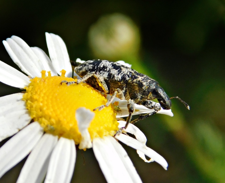 Cyphocleonus dealbatus - márványos barkó