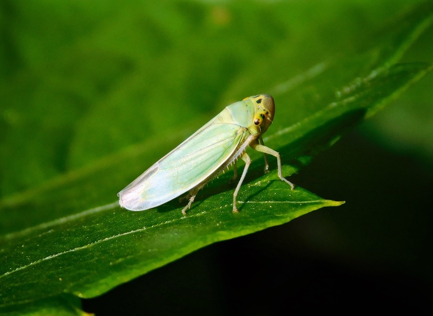 Cicadella viridis - méregzöld kabóca