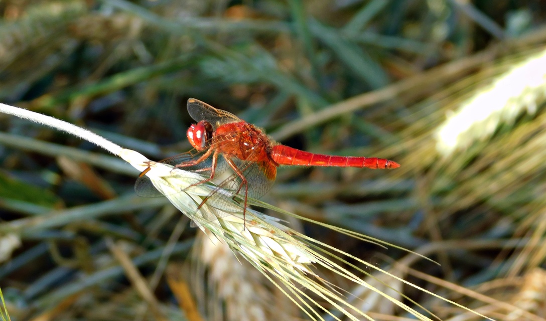 Crocothemis erythraea - skarlát szitakötő