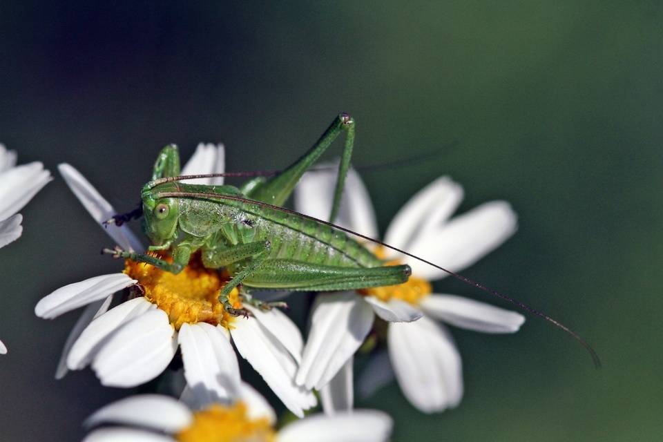 Tettigonia viridissima - zöld lombszöcske