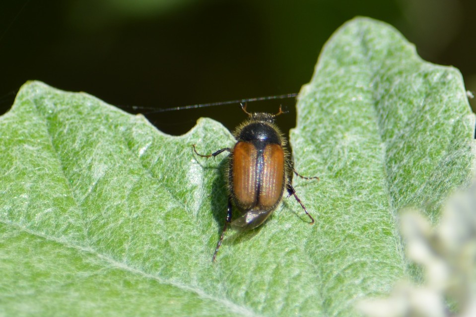 Omaloplia nigromarginata - szegélyes kiscserebogár