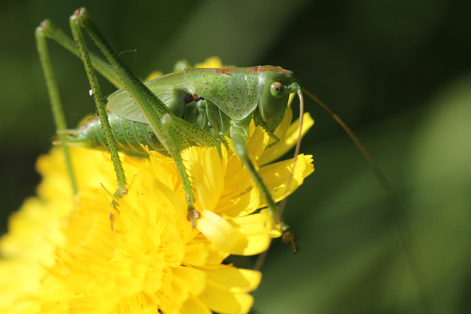 Tettigonia viridissima - zöld lombszöcske
