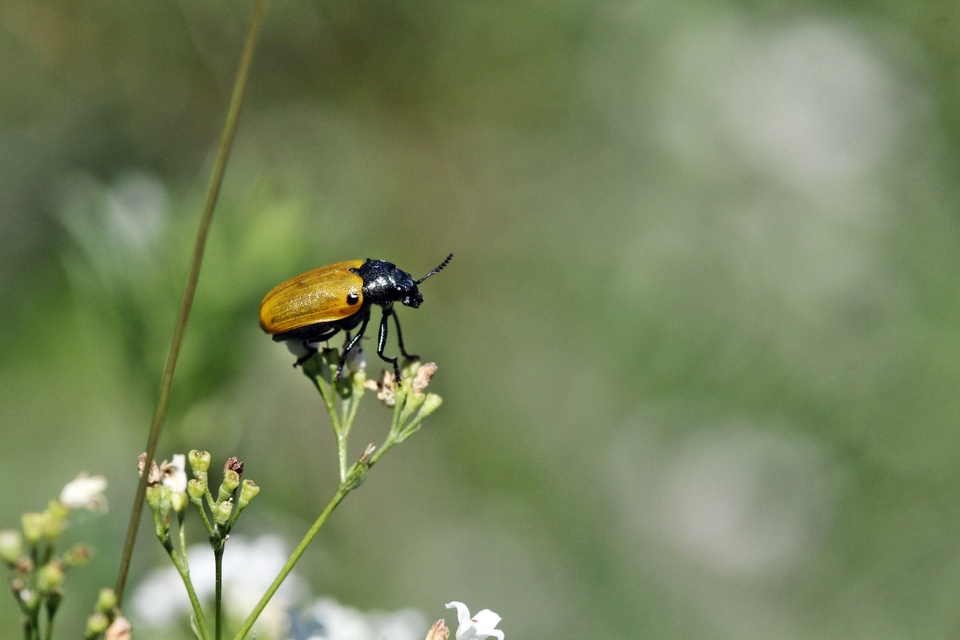 Labidostomis Labidostomis