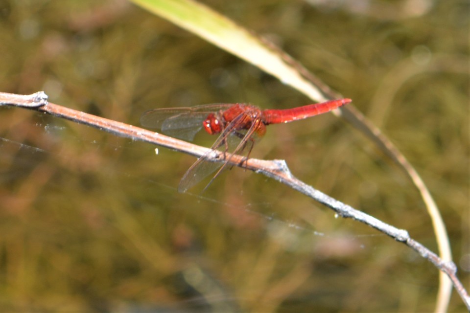 Crocothemis erythraea - skarlát szitakötő
