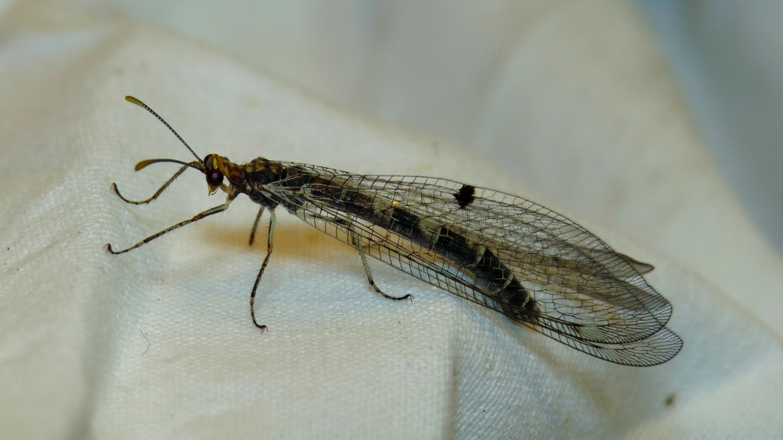 Megistopus flavicornis - kétfoltos hangyaleső