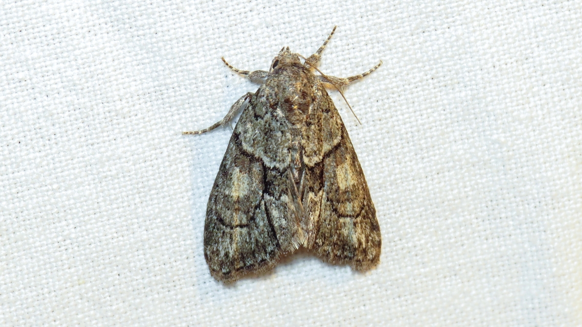 Cryphia fraudatricula - homoki zuzmóbagoly