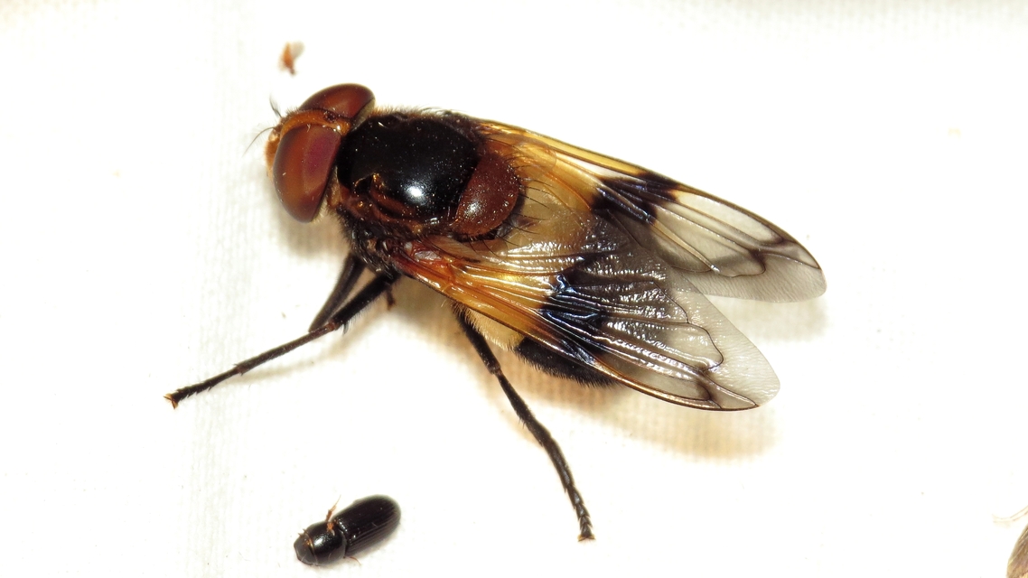 Volucella pellucens - üvegpotrohú pihelégy