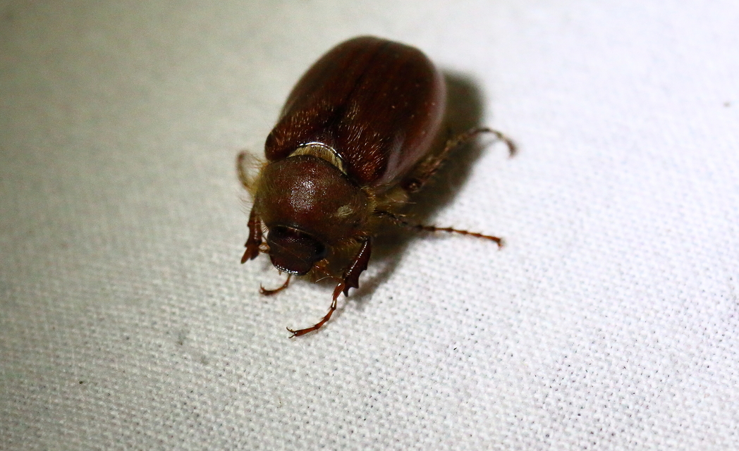 Holochelus vernus - tavaszi cserebogár
