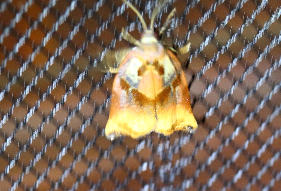 Archips podana - dudvarágó sodrómoly