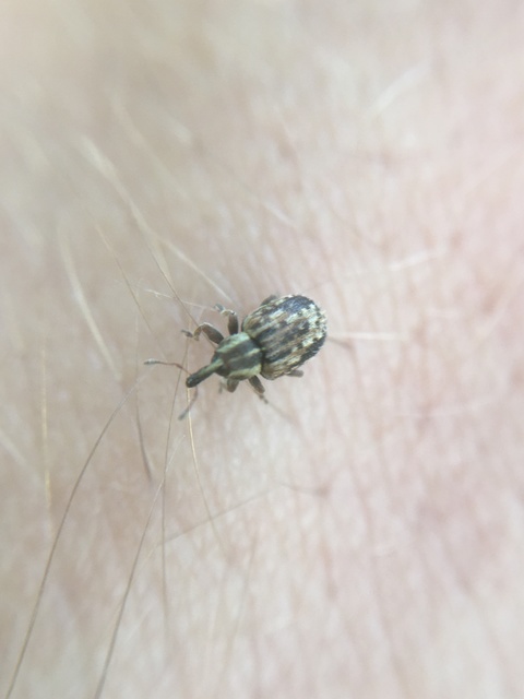 Hypera venusta - bíborhere-pikkelyesormányos