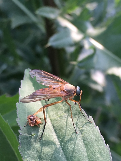 Rhagio tringarius - közönséges kószalégy