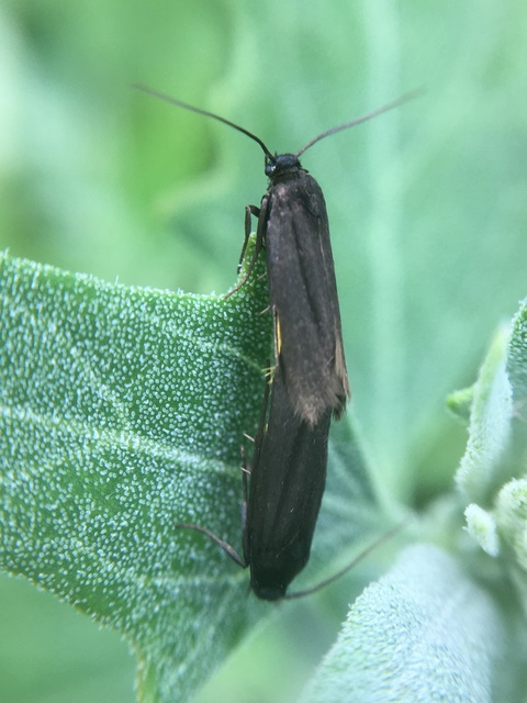 Scythris sinensis - aranyfarú zöldmoly