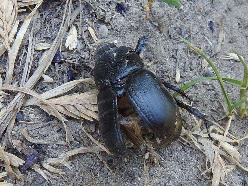 Pentodon idiota - butabogár