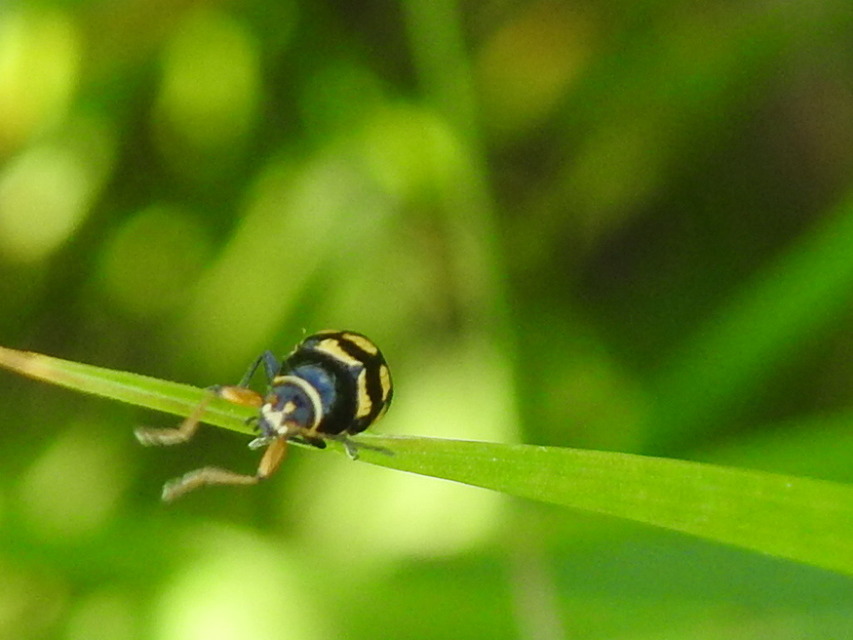 Cryptocephalus anticus - réti zömökbogár