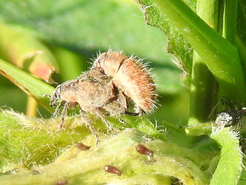 Lachnaeus crinitus - réti sünbarkó
